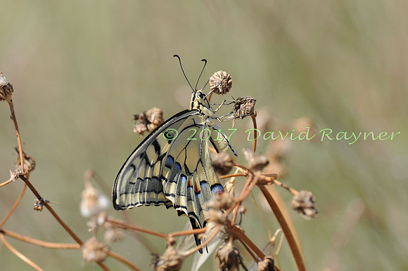 butterflies (103)