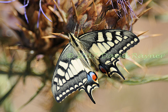 butterflies (105)