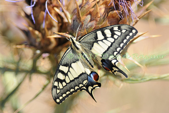 butterflies (106)