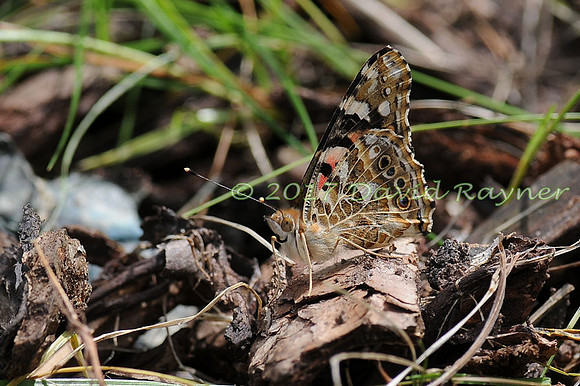 butterflies (107)