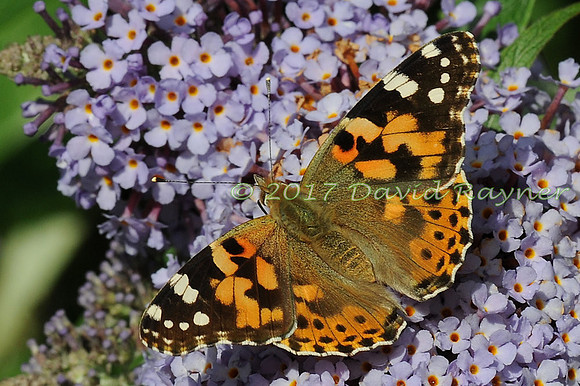 butterflies (108)