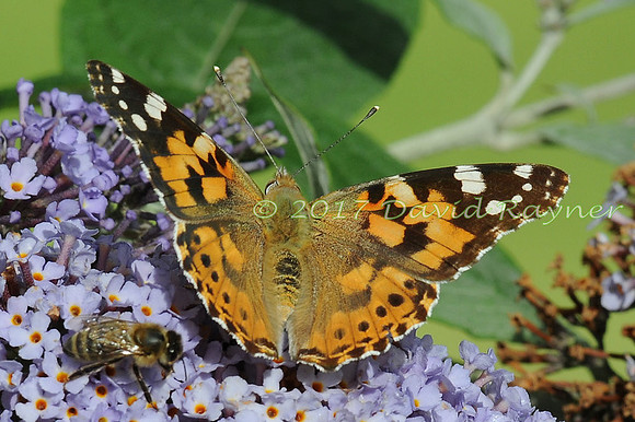 butterflies (109)