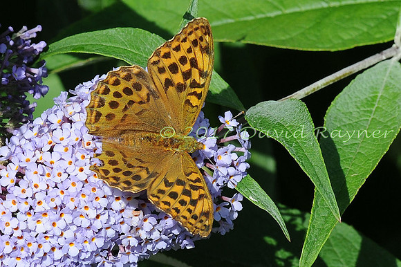 butterflies (110)