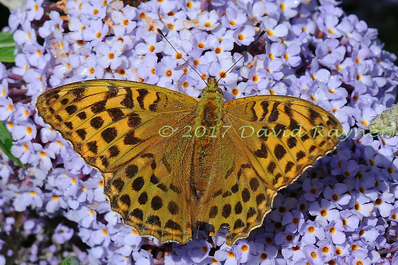 butterflies (111)