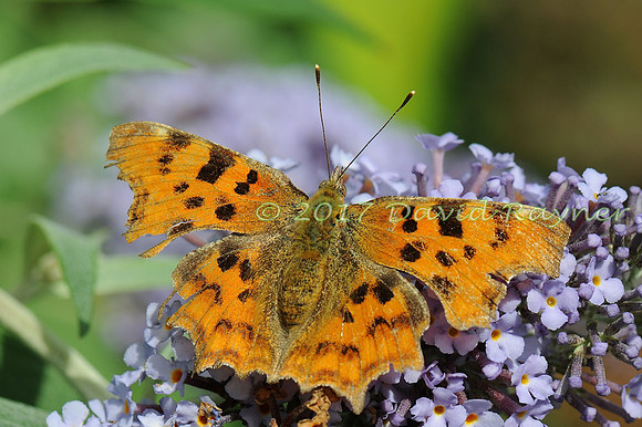 butterflies (112)