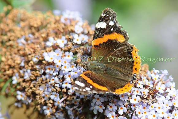 butterflies (114)