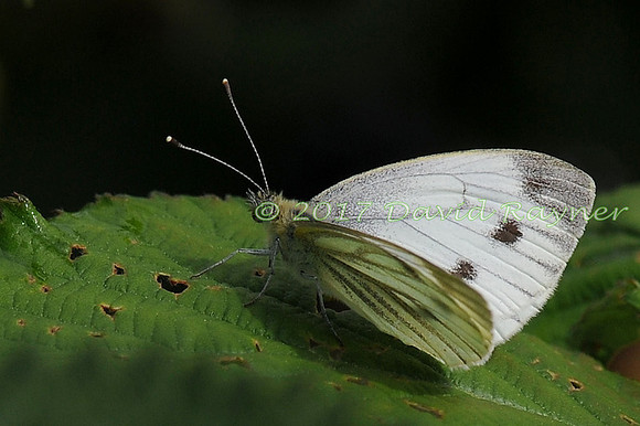 butterflies (113)