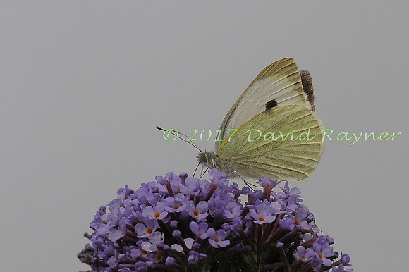 butterflies (115)