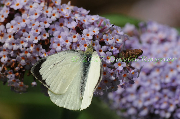 butterflies (116)