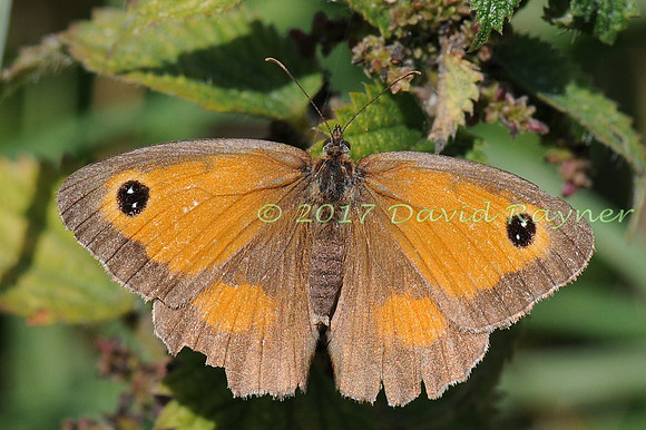 butterflies (117)