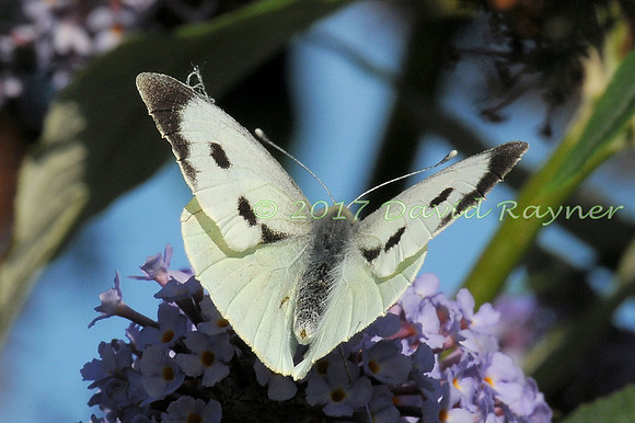 butterflies (118)