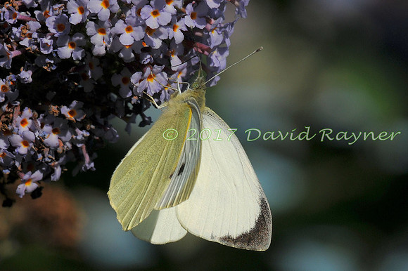 butterflies (119)