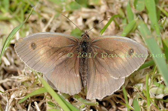 butterflies (120)