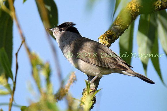Blackcap 05