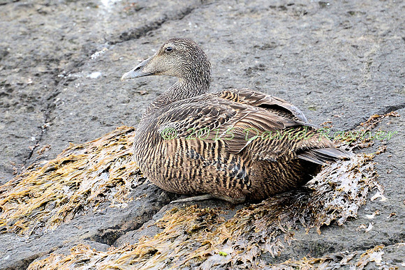 Eider Duck 1