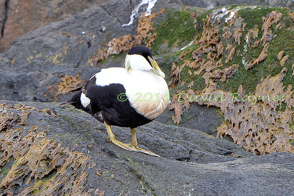 Eider Duck 2