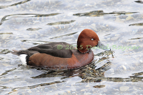 Ferruginous Duck 2