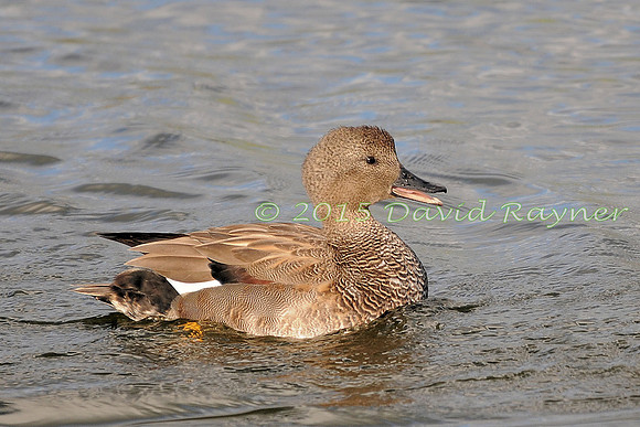 Gadwall 02