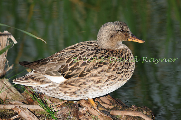 Gadwall 04