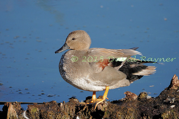 Gadwall 03