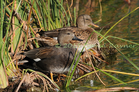 Gadwall 05