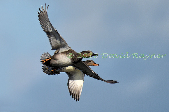 Gadwall 06