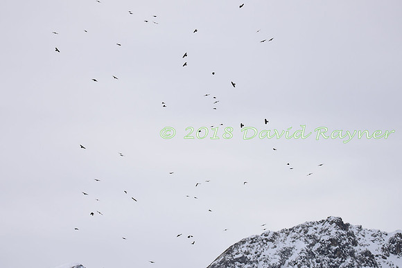 Chough, Alpine 5