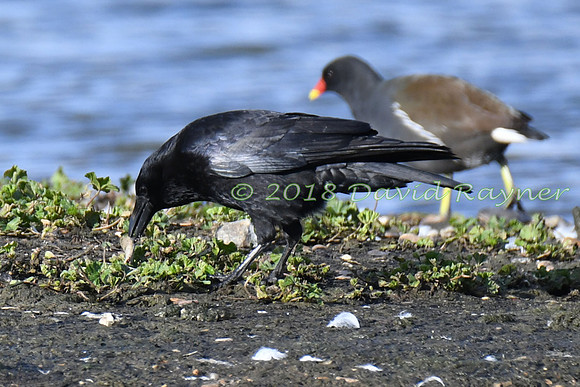 Crow, Carrion 5