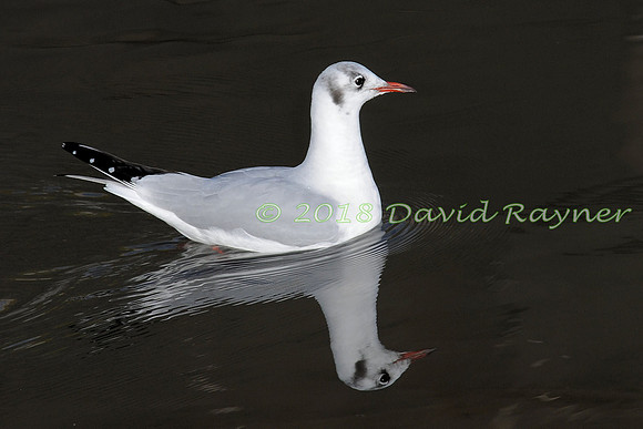 Gull, Black-headed 08