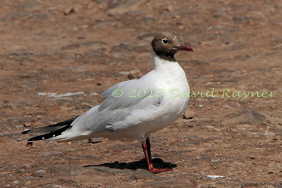 Gull, Black-headed 09