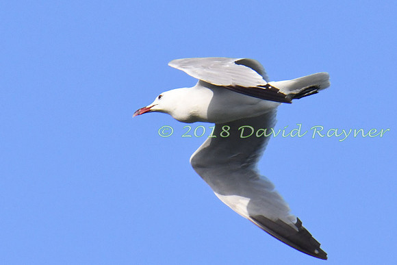 Gull, Audouin's 7