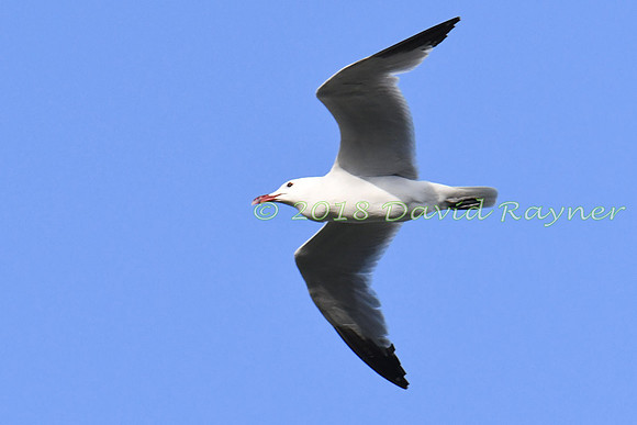 Gull, Audouin's 6