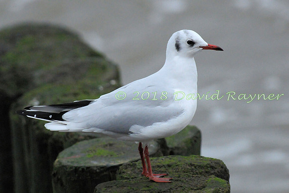 Gull, Black-headed 10