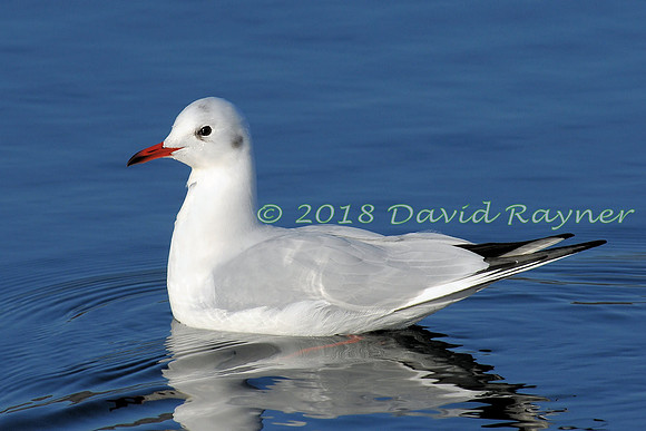 Gull, Black-headed 11