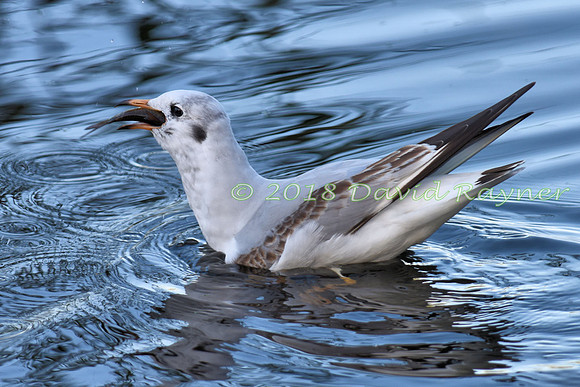 Gull, Black-headed 13