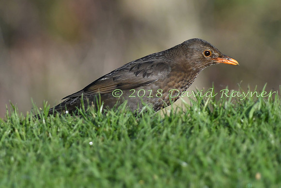 Blackbird 13