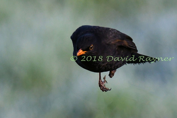 Blackbird 12