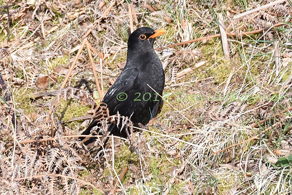 Blackbird 15