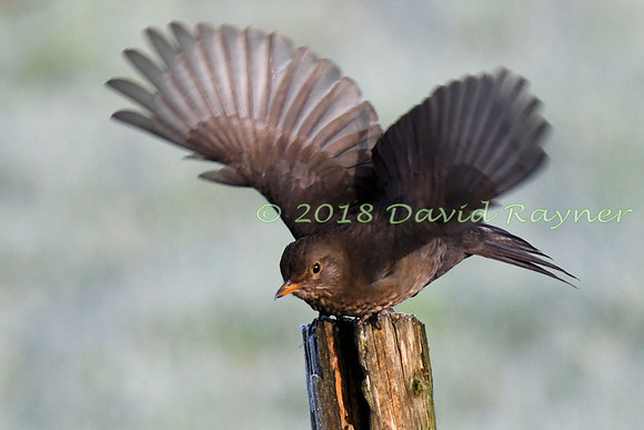 Blackbird 14