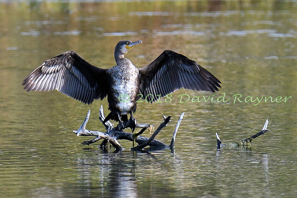 Cormorant 15
