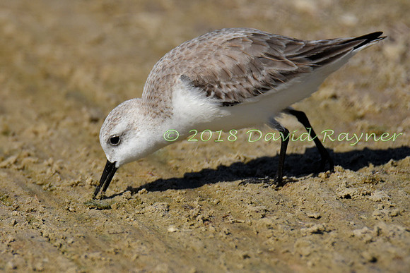Sanderling 06