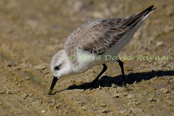 Sanderling 05