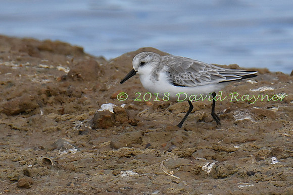 Sanderling 09
