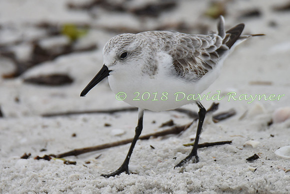 Sanderling 08