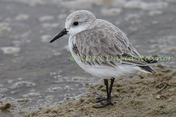 Sanderling 07
