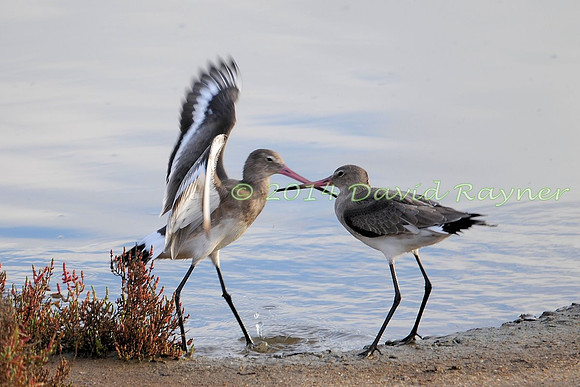 Black-tailed Godwits.a4
