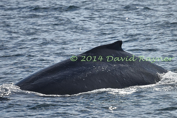 Humpback Whale (26)