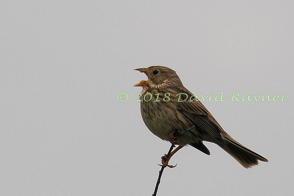 Bunting, Corn 01