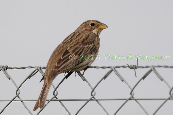 Bunting, Corn 02
