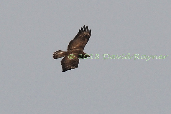 Buzzard, Common 01
